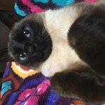 [고양이일상] <b>매력둥이</b> 샴고양이 만수 보고가숑!