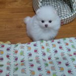 [강아지] 혀나온 네살 화이트포메라니안 <b>쭈쭈</b>1탄