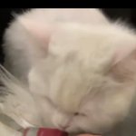 [댓글부탁해] <b>긴팔</b>