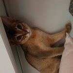 [고양이] 울 아비시니안 아리 보러왕 ㅎㅎ자랑중