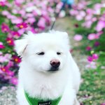 [강아지] 우리집 구르미 보고가 (2) (+사진추가추가)