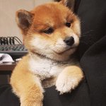 [<b>꼬랑</b>단] <b>꼬랑</b>단