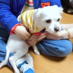 [강아지] <b>학대</b>받아 죽을뻔했던 '유자'의 변신