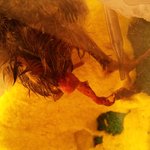 [약혐주의] 병아리 부화시켜본적있는 칭구있냐 ㅠㅠ