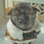 탄이/진도견/남아/2개월    *호피<b>무늬</b>가 매력적인 아이