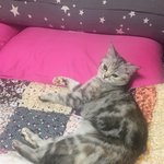 [댓글부탁해] 울 고양이 <b>베개</b> 베고 누워있음 ㅋㅋㅋㅋㅋㅋ