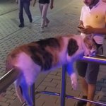 [댓글부탁해] 이 고양이 <b>민폐</b>다 추반