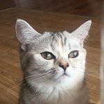 [드루와] ㄹㅇ 울고양이 크림히어로즈 <b>루루</b>닮은거같음