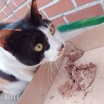 길냥이 <b>밥</b>주는즁~~~
