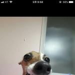 <b>이</b> <b>강아지</b> 이름아는분 ㅋㅋ ㅠㅠㅠㅠㅠㅠ