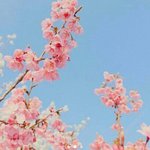 [댓글부탁해] 얘드라 나 복숭아꽃 <b>배사</b>해놓음ㅋㅋㅋ