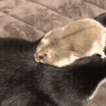 일본인이 <b>do</b> u like japan이라고하면