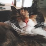 +) 우리 쌀이 귀여운 거 모르는 사람 없게 해주세요 ;;;;;