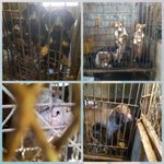 [강아지] 논산번식장 <b>민원</b> 부탁드립니다