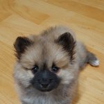 [강아지] 귀염둥이 <b>믹스</b>견 카레 소개할꼐요~ 예뿌게 봐주세용!