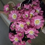 이<b>꽃</b><b>이름</b>아시는분
