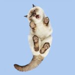 밑에서 올려다본 냥이 <b>젤리</b>