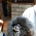 [강아지] <b>논산</b>번식장에서 구조한 덕평이