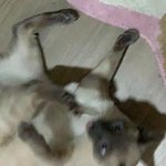 똥 <b>쌀때</b>마다 자괴감 든다