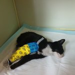 애기고양이 다쳤다 ㅠㅠㅠ