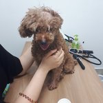 우리집 막내아들 유기견 김장수 이야기