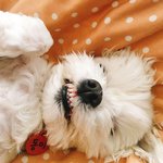 나 고양이 자랑할꼬양 2