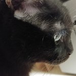 [고양이] 매력뿜뿜 부산이