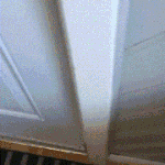 고양이의 <b>보은</b>