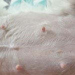 강아지  유두좀봐주세요