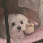 [강아지] 쫑<b>아랑</b> 짱아 입니다