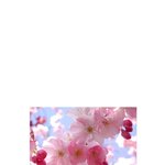 복숭아꽃<b>스킬</b> 평생 남자운 끌어다쓰는거래매