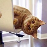 가녀린 <b>영혼</b>
