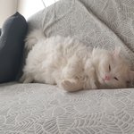 [고양이] 고양이 지코 무기력하지만 귀여워