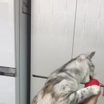 [드루와] 울고양이 ㄹㅇ <b>미어캣</b>같음