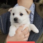 [강아지] 저희엄마는 유기견입니다