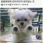 [조언부탁해] 애들아 급해 세탁소에서 단추달아<b>주니</b>
