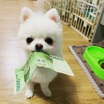 우리 이쁜 <b>두부</b> 보고 가세요