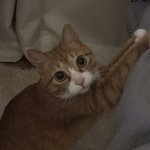 6년전 냥줍한 고양이가 이렇게 변했어요-3탄