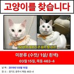 광주 목동 탁묘처에서 하얀고양이 <b>실종</b>됐어요ㅠㅠ 제보부탁드립니다ㅠㅠ