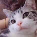 [댓글부탁해] 고앵이 주제에 <b>도도</b>한척 하는거봐