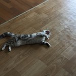 [드루와] 울집 고양이 <b>하품</b>하는거 찍음 ㅋㅋㅋㅋㅋㅋ