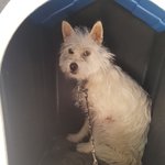 [강아지] 사람이 무섭습니다