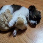 [강아지] 댕댕이들이 크는 <b>속도</b>