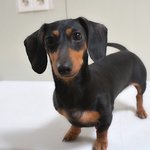 온유/닥스훈트/여아/4살 추정/3kg   *<b>씩씩</b>한 온유예요  *