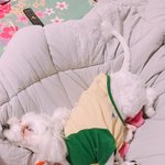[드루와] 우리집 강아지 이러고 자