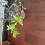 *<b>SPRING</b>* in my room