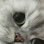 [드루와] 울<b>집</b>냥이 <b>얼</b>빡샷