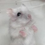 [드루와] 으리집 <b>햄스터</b> 진짜귀엽다 보고가
