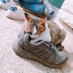 [<b>귀욤</b>] 할머니집 애옹이