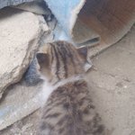 [<b>귀욤</b>] 고앵이 보고가셍요